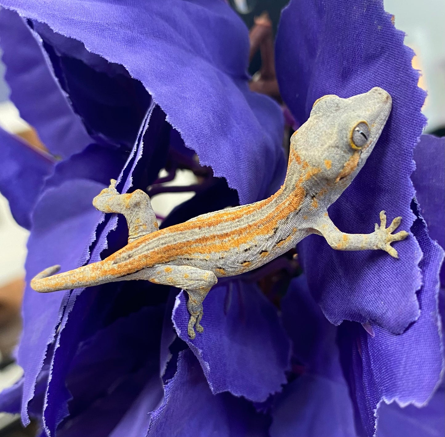 Gargoyle Gecko - Orange Stripe - Unknown