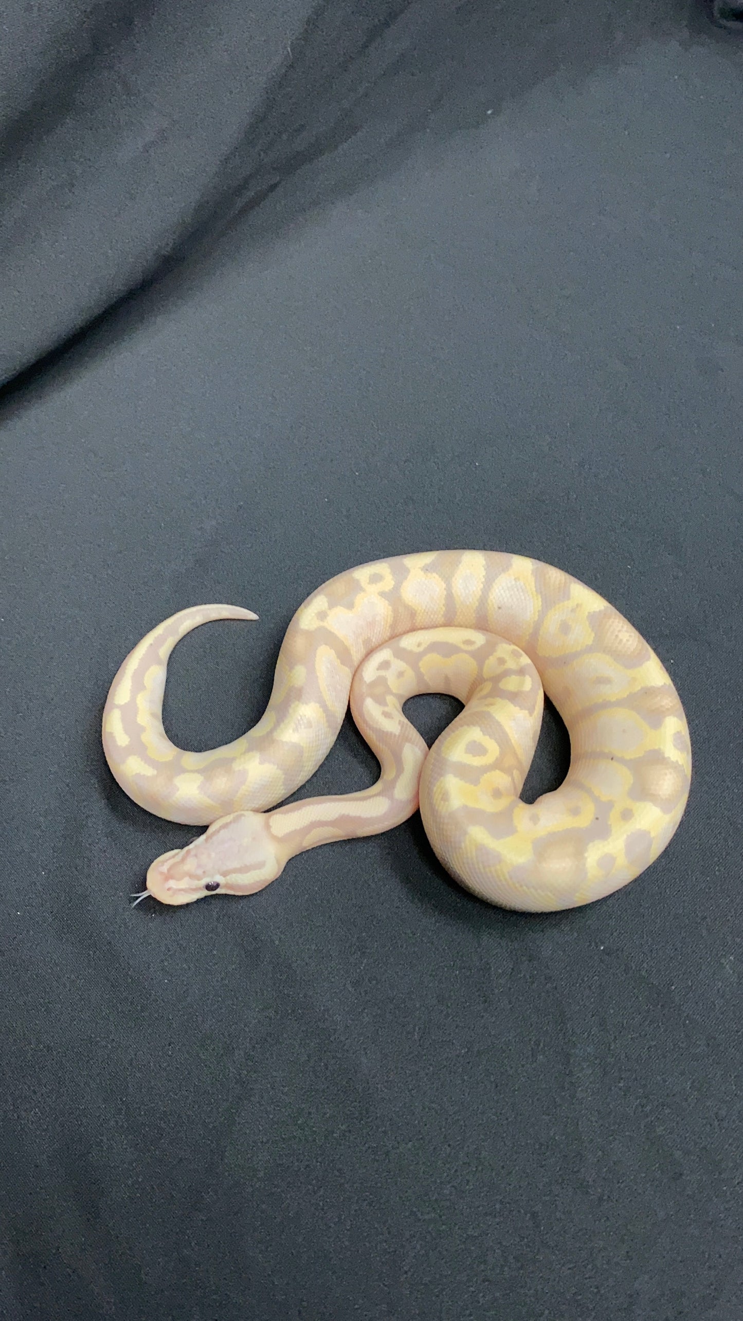 Ball Python - Pastel Fire (Firefly) Banana Butter Yellow Belly - Female