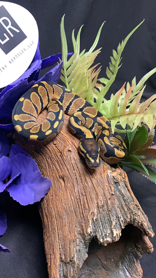 Ball Python - Classic/Normal 100% Het Albino 66% Het Pied - Female