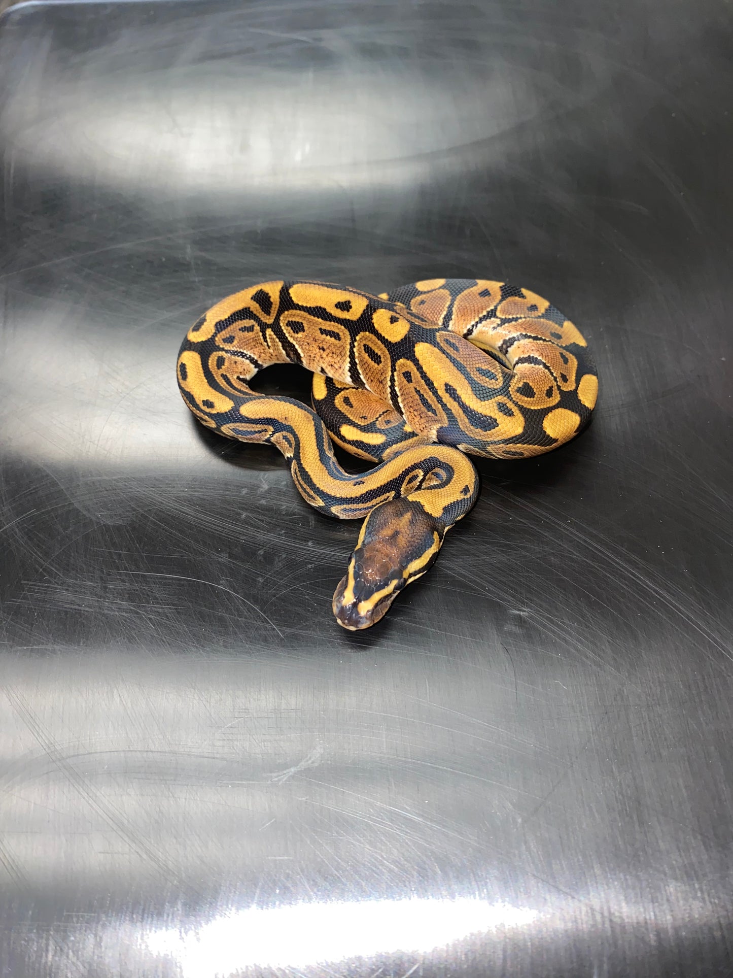 Ball Python - Normal 100% Het Ghost - Female
