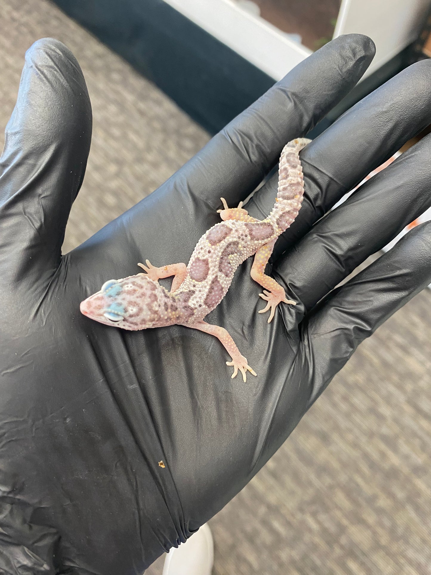 Leopard Gecko - Mack Snow Jungle - Pos. Female