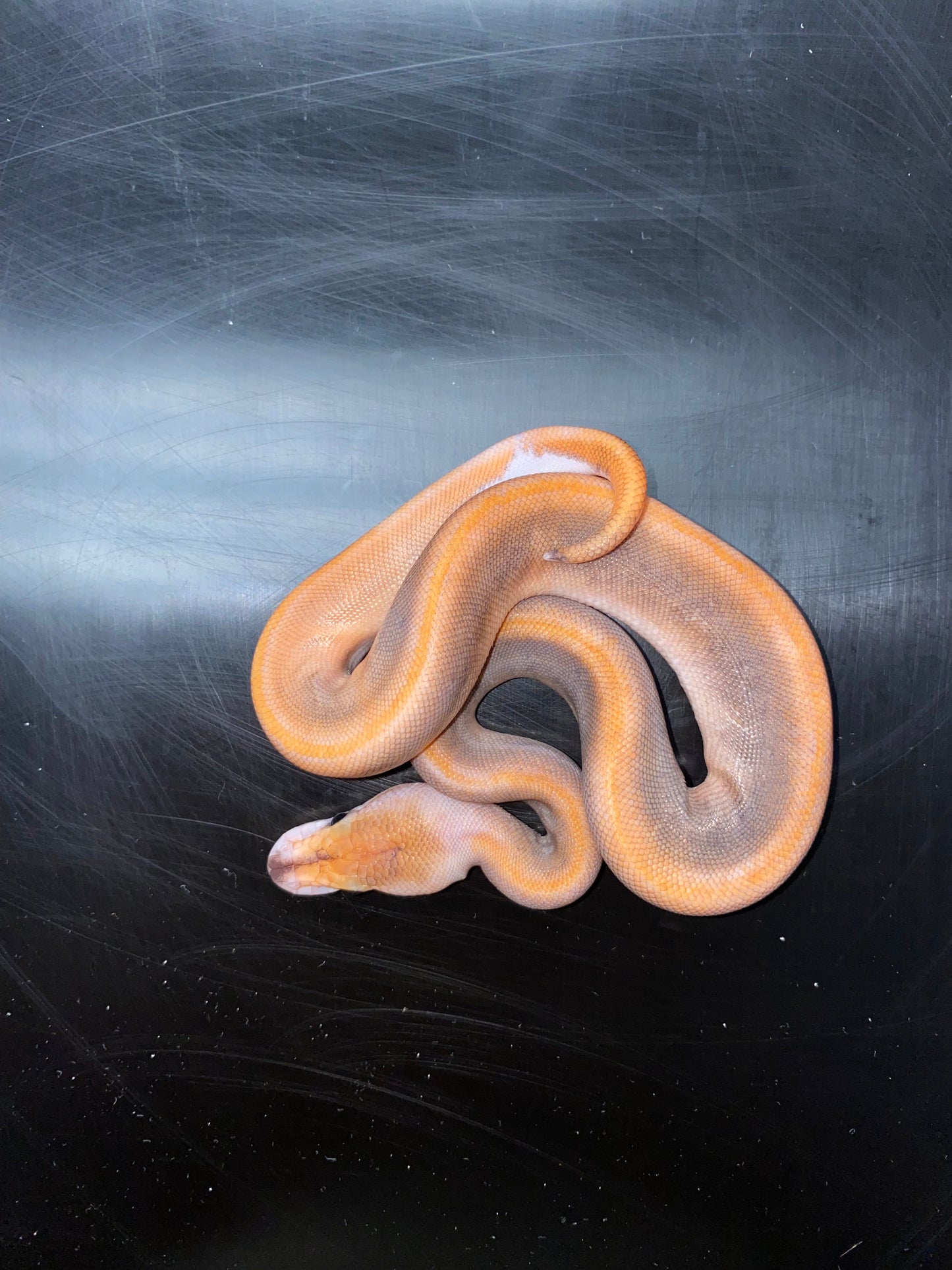 Ball Python - Black Pastel Champagne 100% Het Ghost - Female