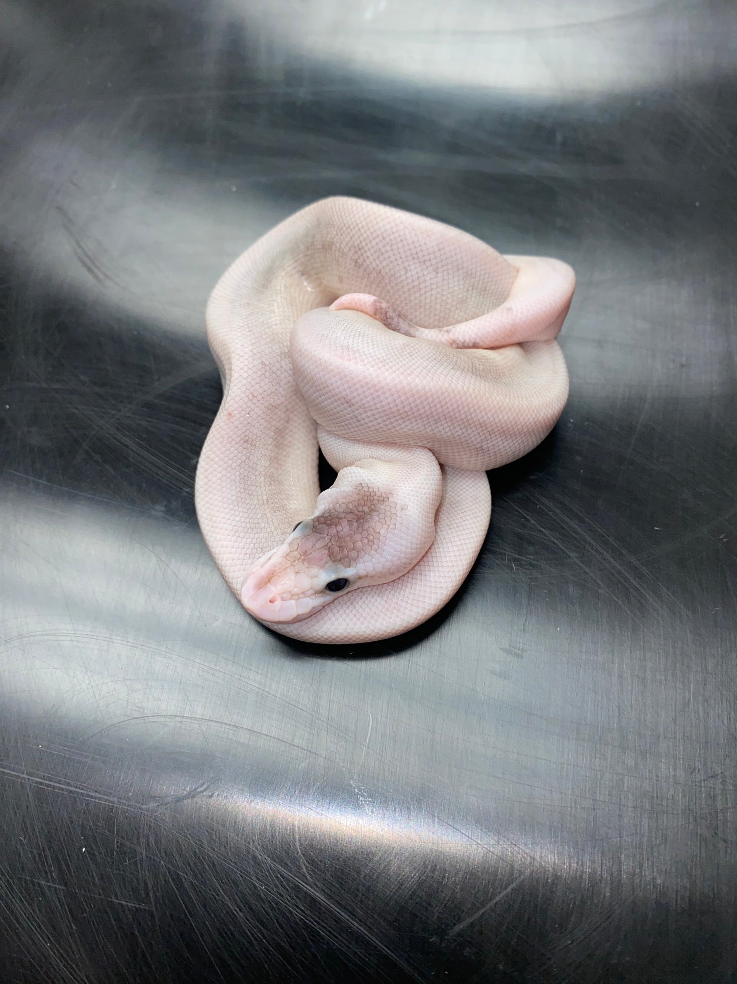 Ball Python - Pastel Black Pastel Champagne (Black Pewterpagne) 100% Het Ghost - Female