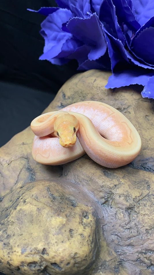 Ball Python - Banana Spider Pinstripe (Spinner) Enchi/Lori - Male