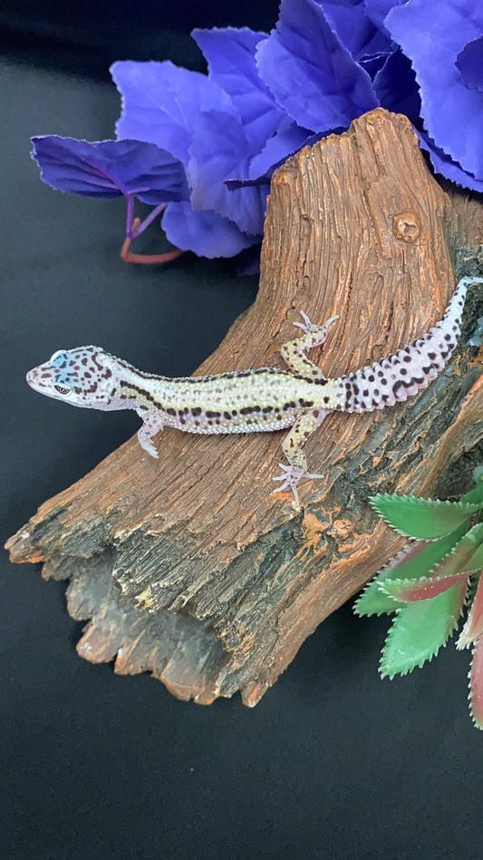 Leopard Gecko - Striped Mack Snow - Female