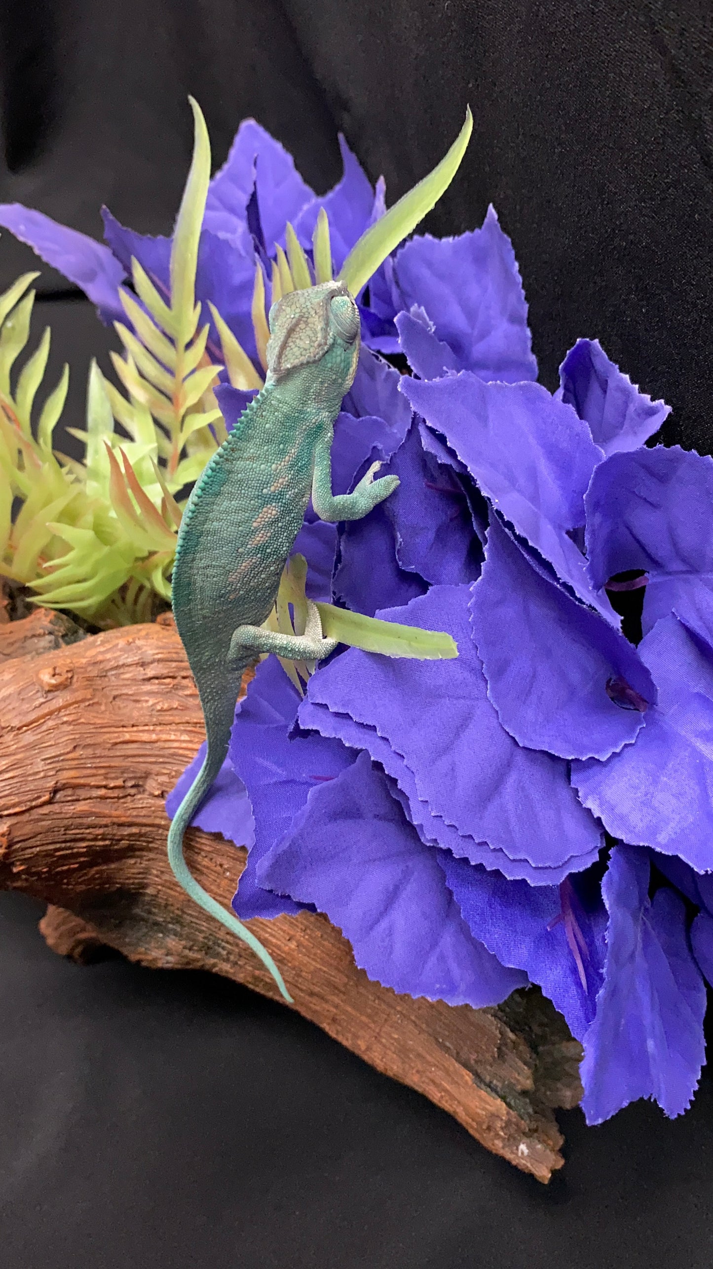 Nosy Be Panther Chameleon - Male