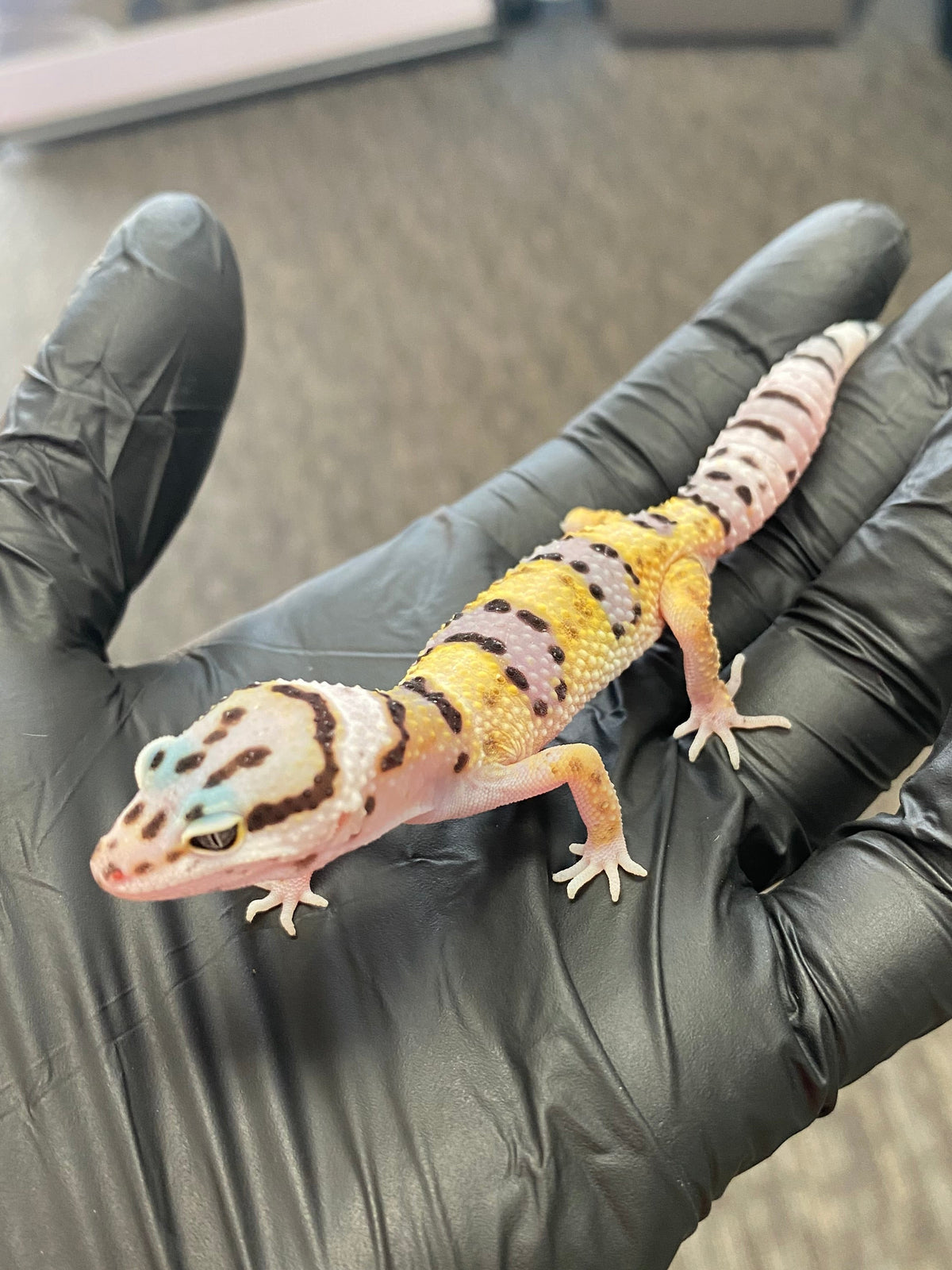 Leopard Gecko - High Yellow - Unknown