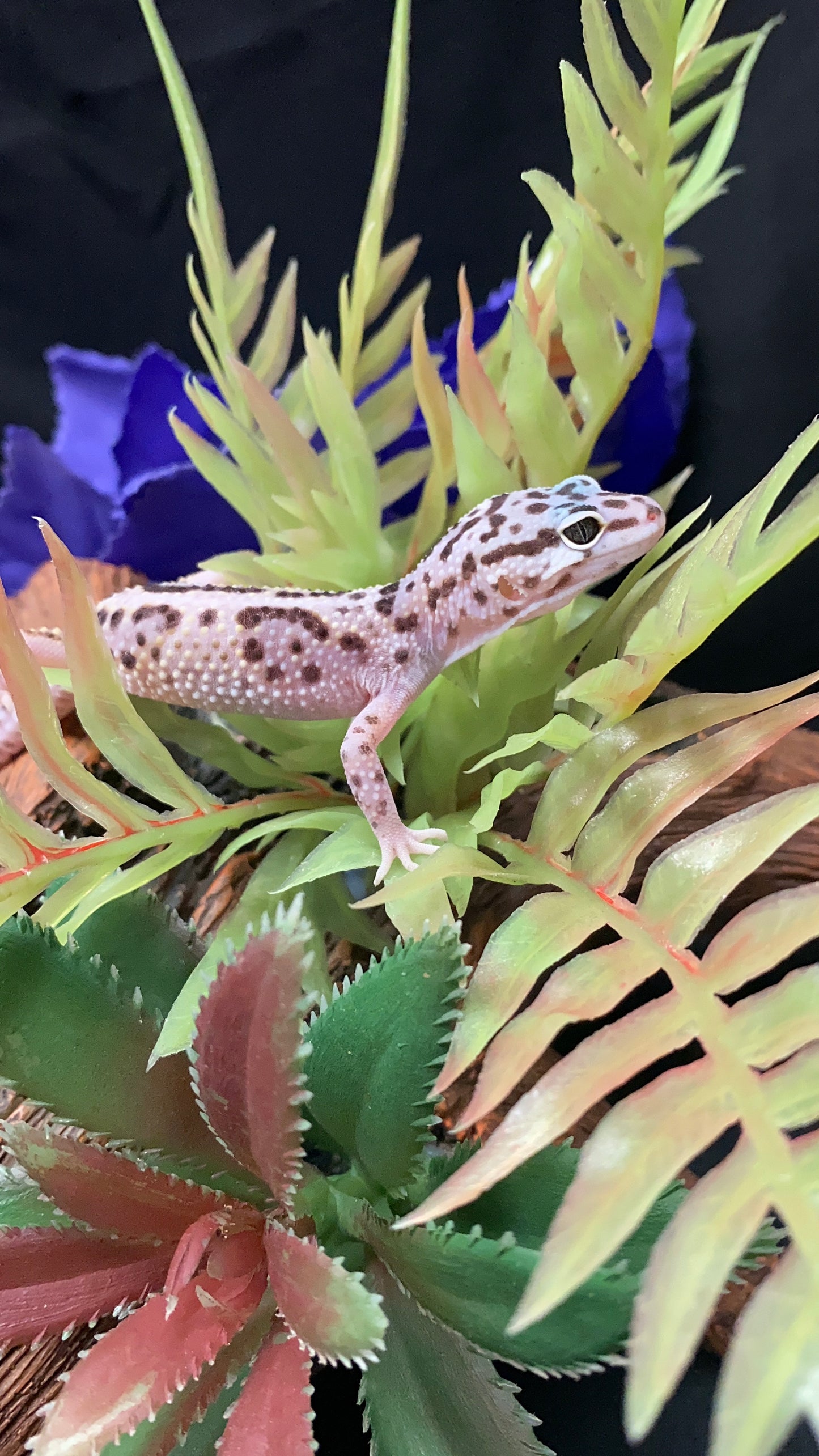 Leopard Gecko - Mack Snow - Pos. Female