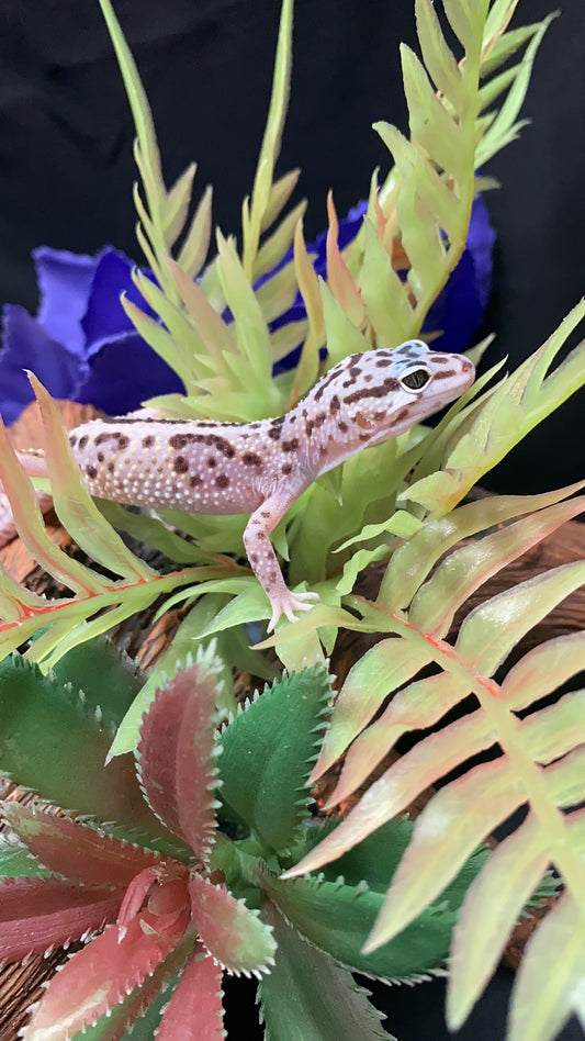 Leopard Gecko - Mack Snow - Pos. Female