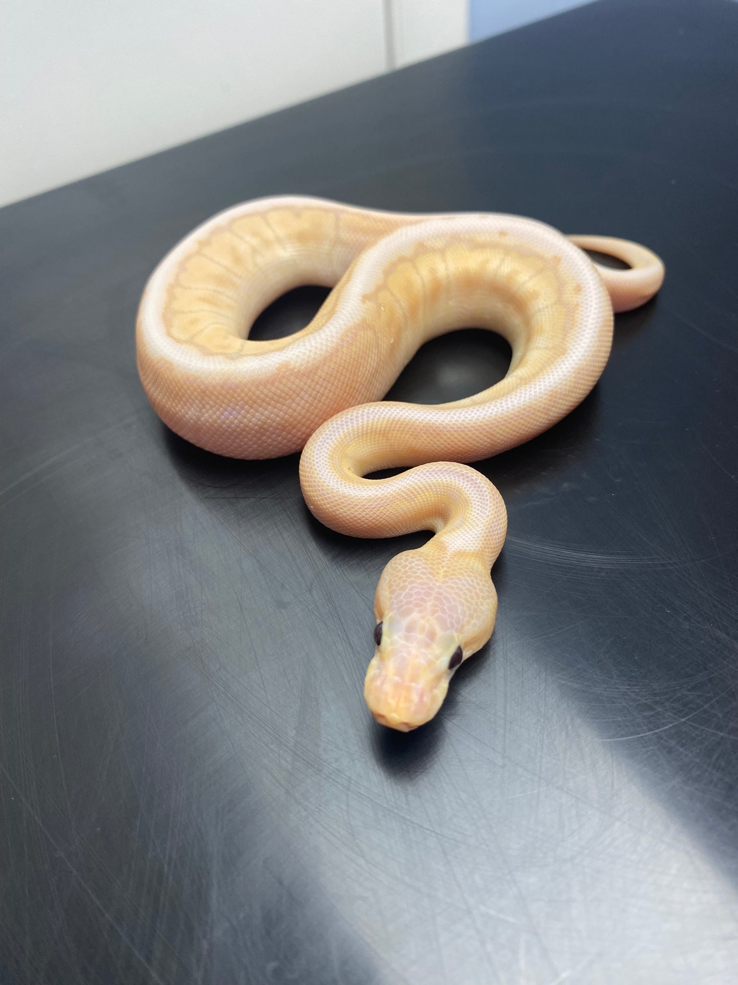 Ball Python - Banana Chocolate Mojave Pinstripe - Male