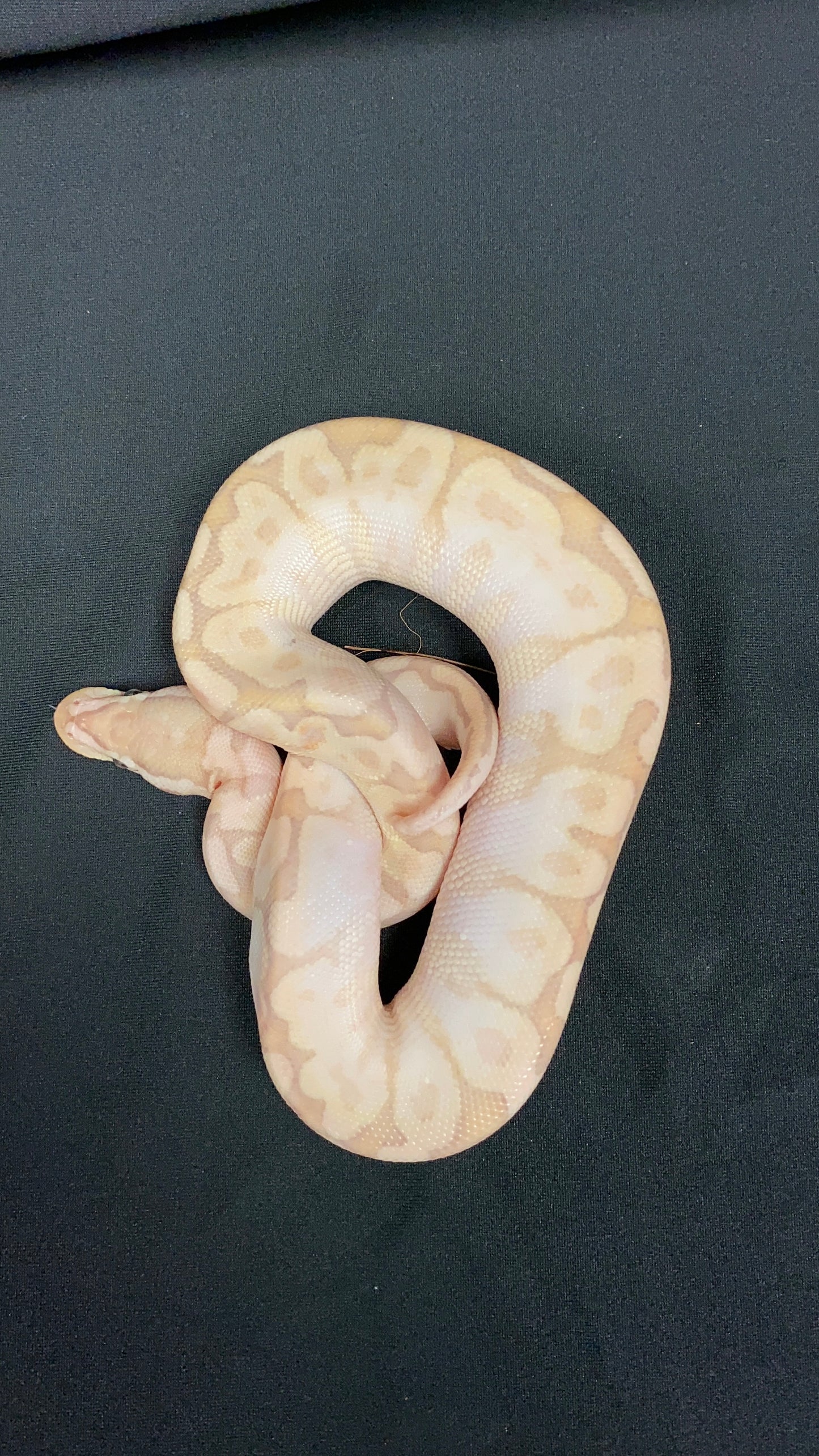 Ball Python - Pastel Bamboo Yellow Belly pos. Banana - Female