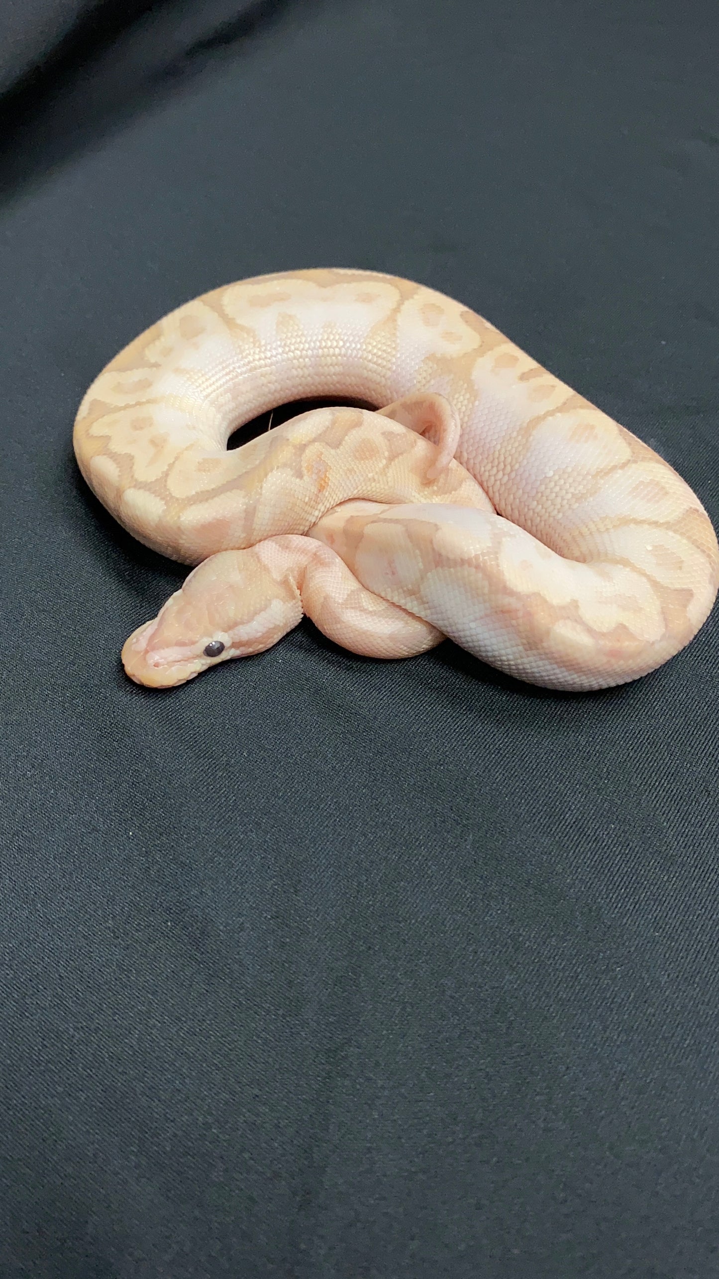 Ball Python - Pastel Bamboo Yellow Belly pos. Banana - Female