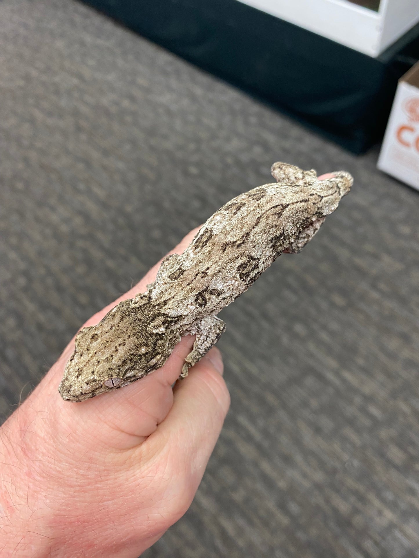 Leachianu Gecko - Pine Island x Grande Terre (GT) - Unknown