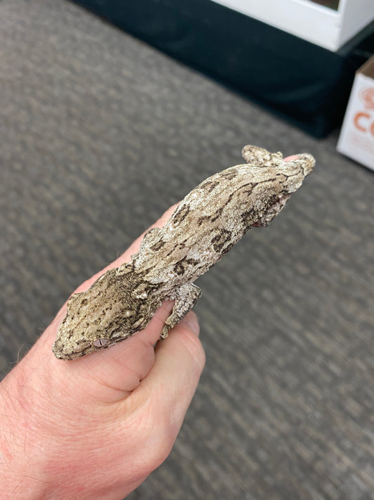 Leachianu Gecko - Pine Island x Grande Terre (GT) - Unknown