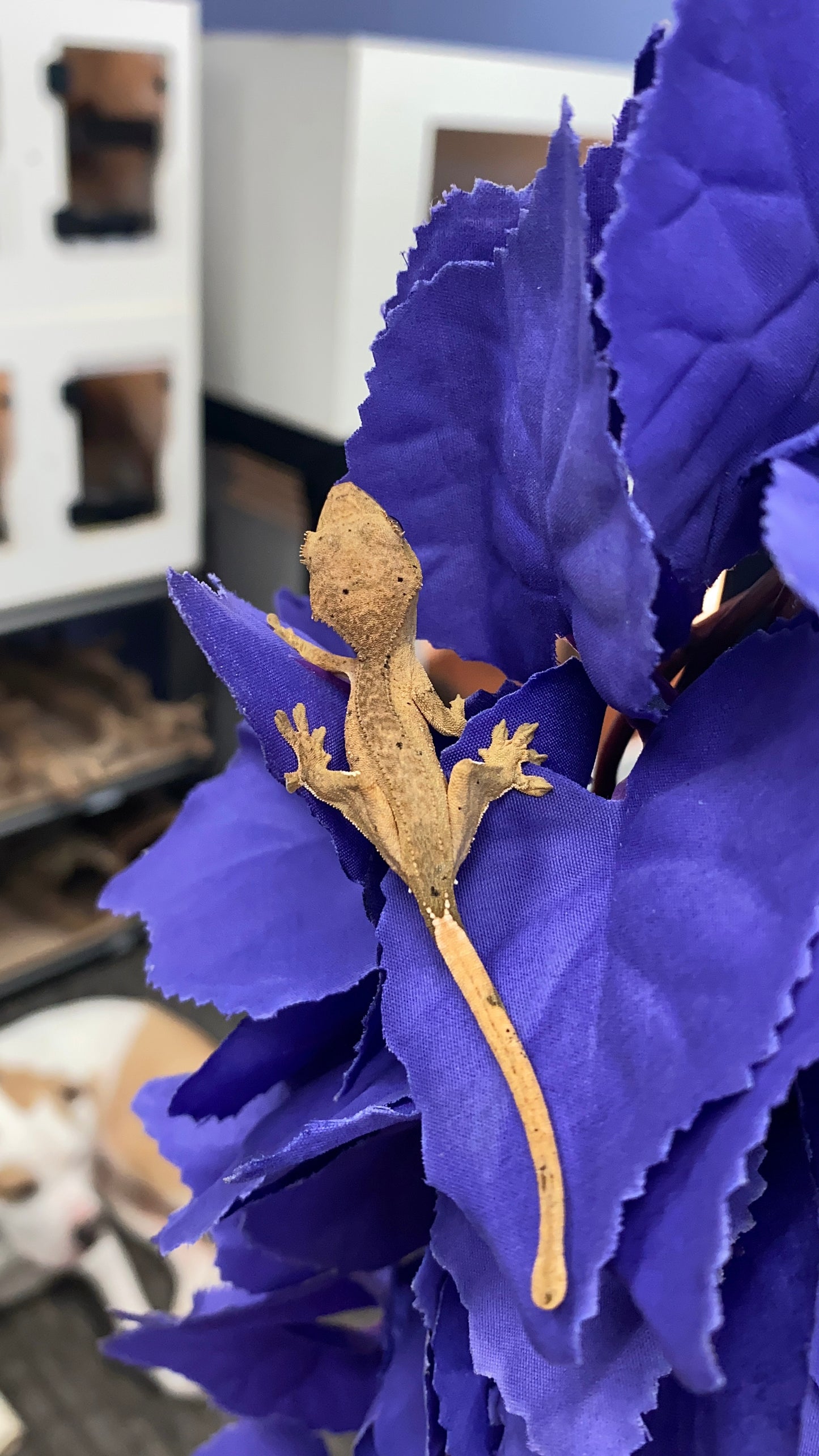 Crested Gecko - Dalmatian - Unknown
