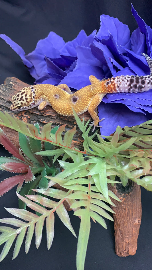 Leopard Gecko - Hypo Tangerine - Pos. Female