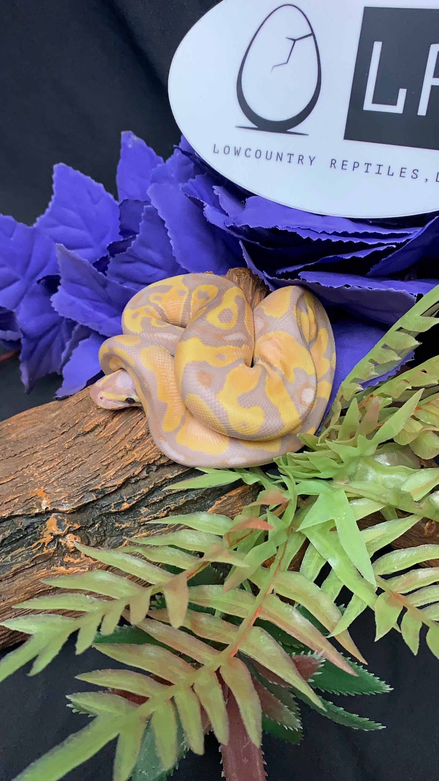 Ball Python - Coral Glow 100% Het Albino 66% Het Pied - Male