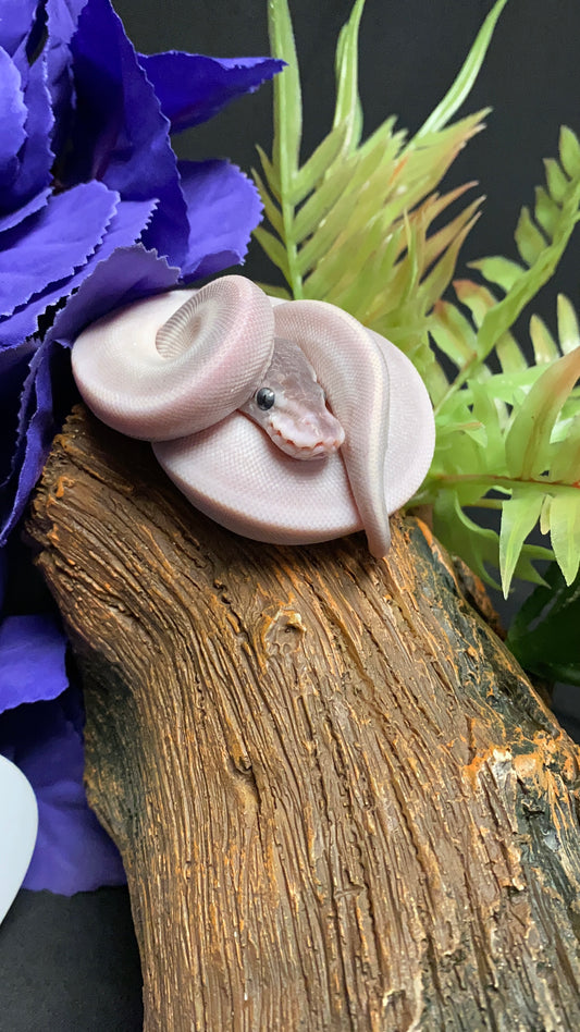 Ball Python - Mystic Potion Pos. Cinnamon - Female
