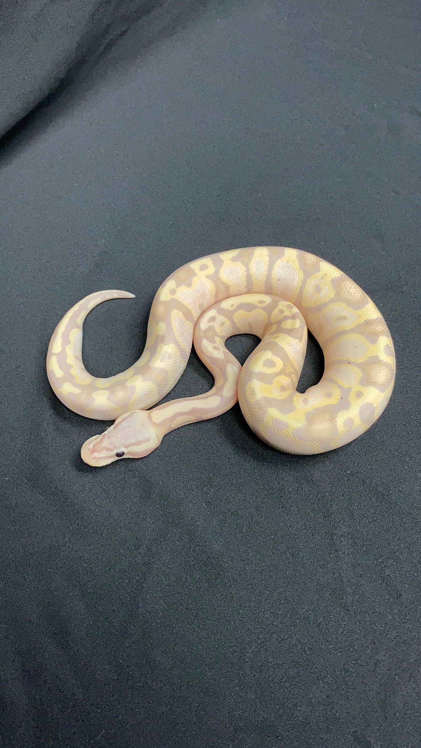Ball Python - Pastel Fire (Firefly) Banana Butter Yellow Belly - Female