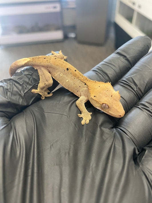 Crested Gecko - Super Dalmatian - Unknown