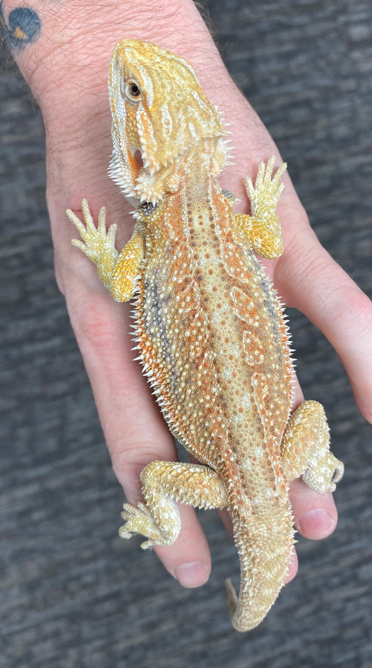 Bearded Dragon - Citrus Hypo