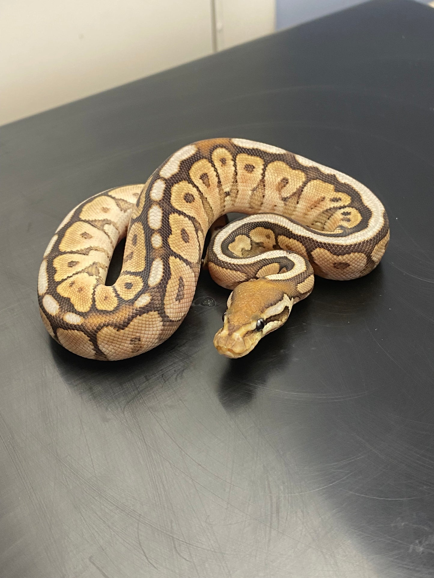 Ball Python - Cinnamon Mojave Spider - Male