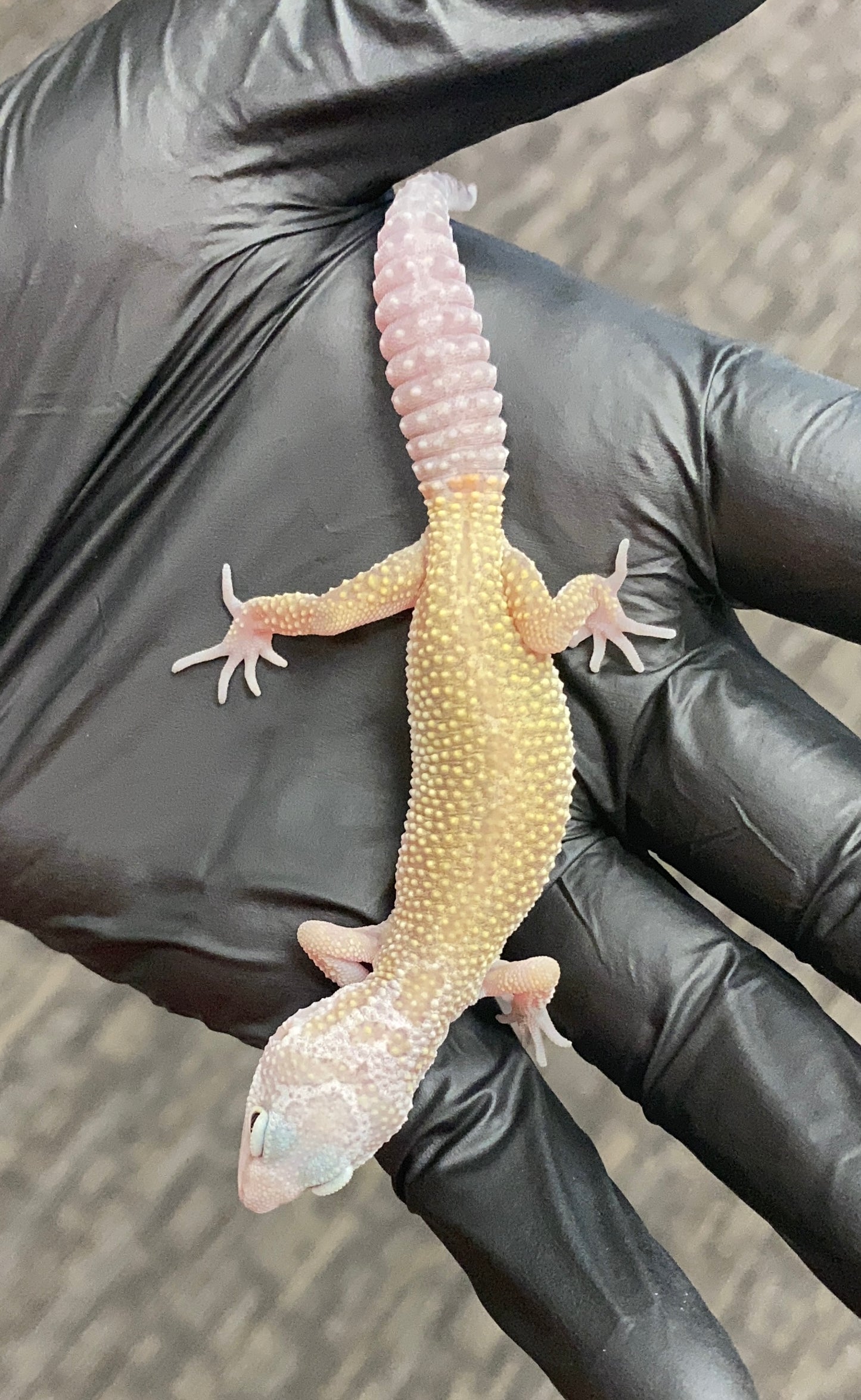 Leopard Gecko - Leucistic (Patternless) - Unknown