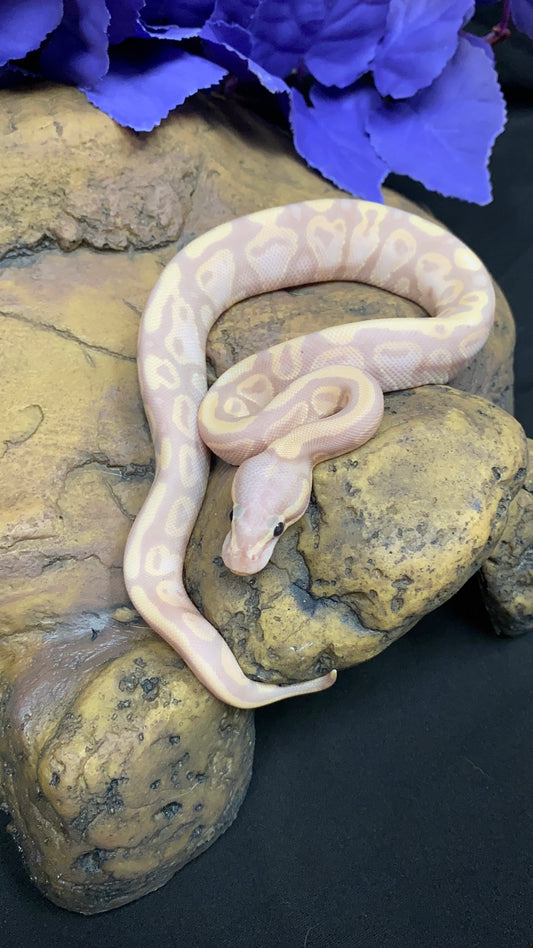 Ball Python - Banana Chocolate Fire Pos. Yellow Belly - Male