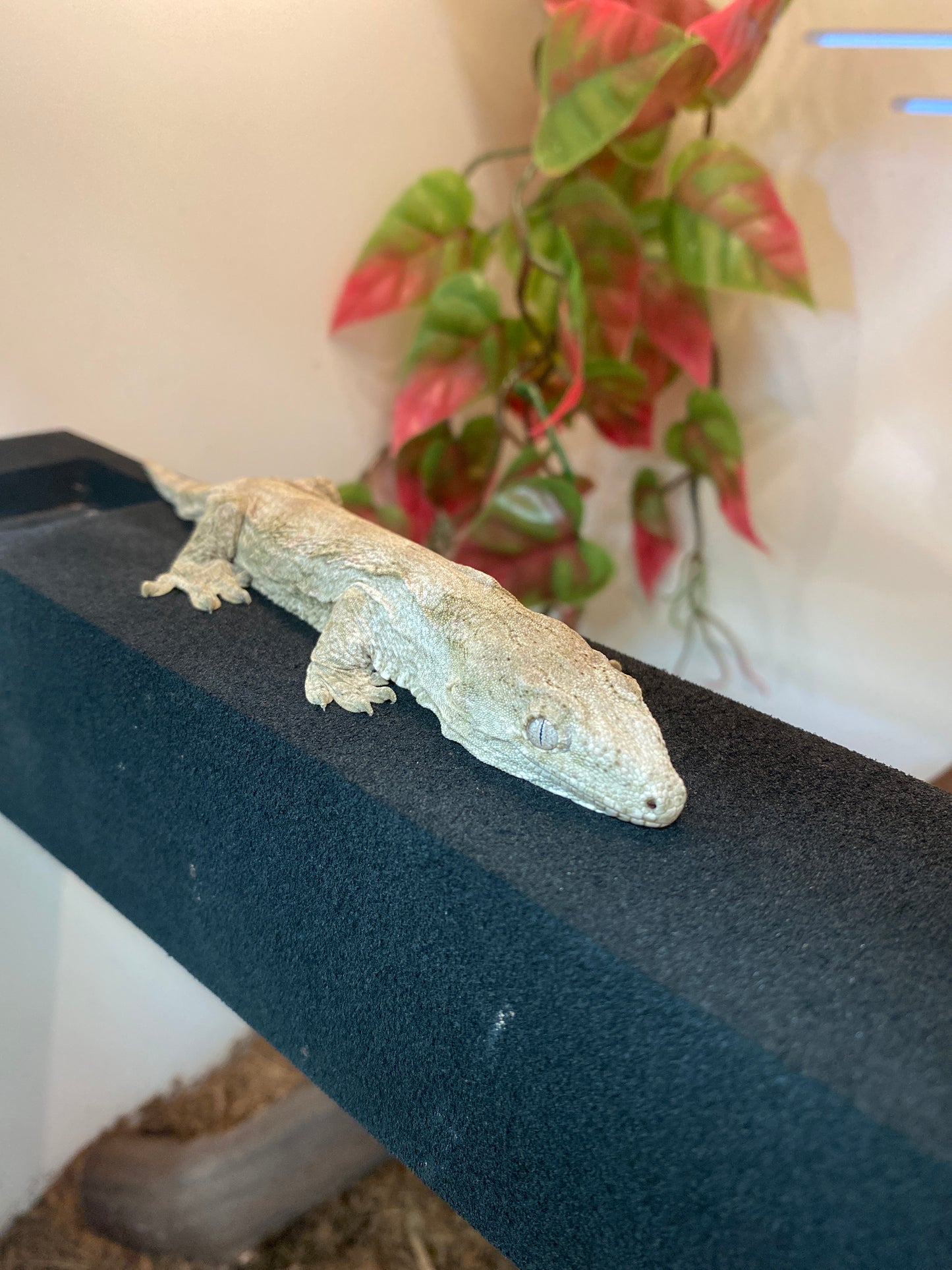 Leachianu Gecko - Nuu Ana/Nuu Ami x Grande Terre (GT) - Unknown