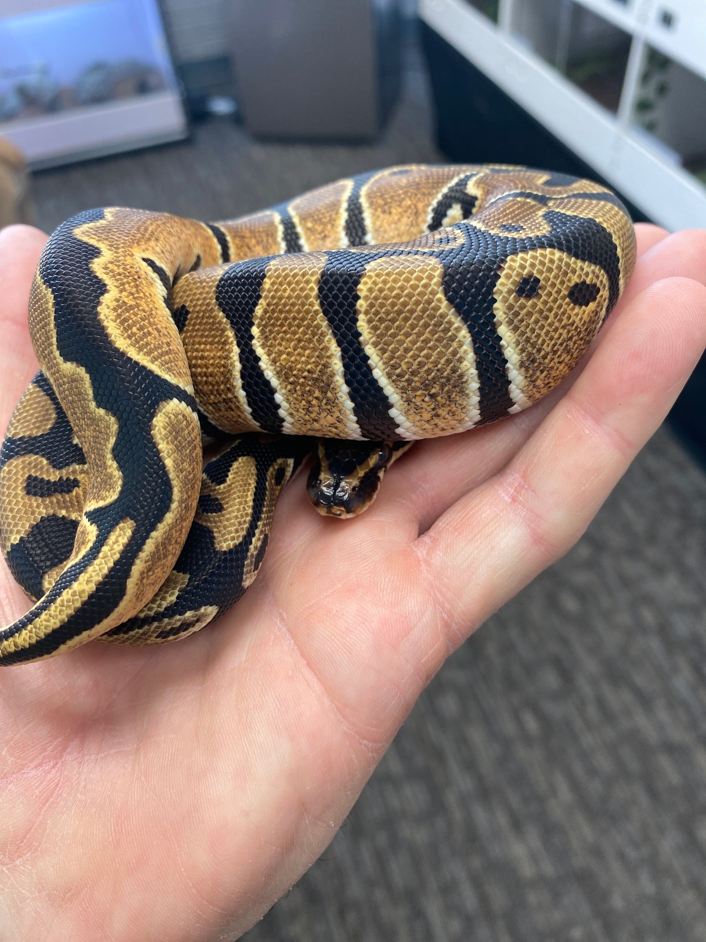 Ball Python - Orange Dream - Female