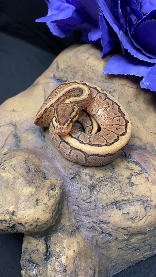 Ball Python - Chocolate Pinstripe Vanilla/Fire Pos. Yellow Belly - Female