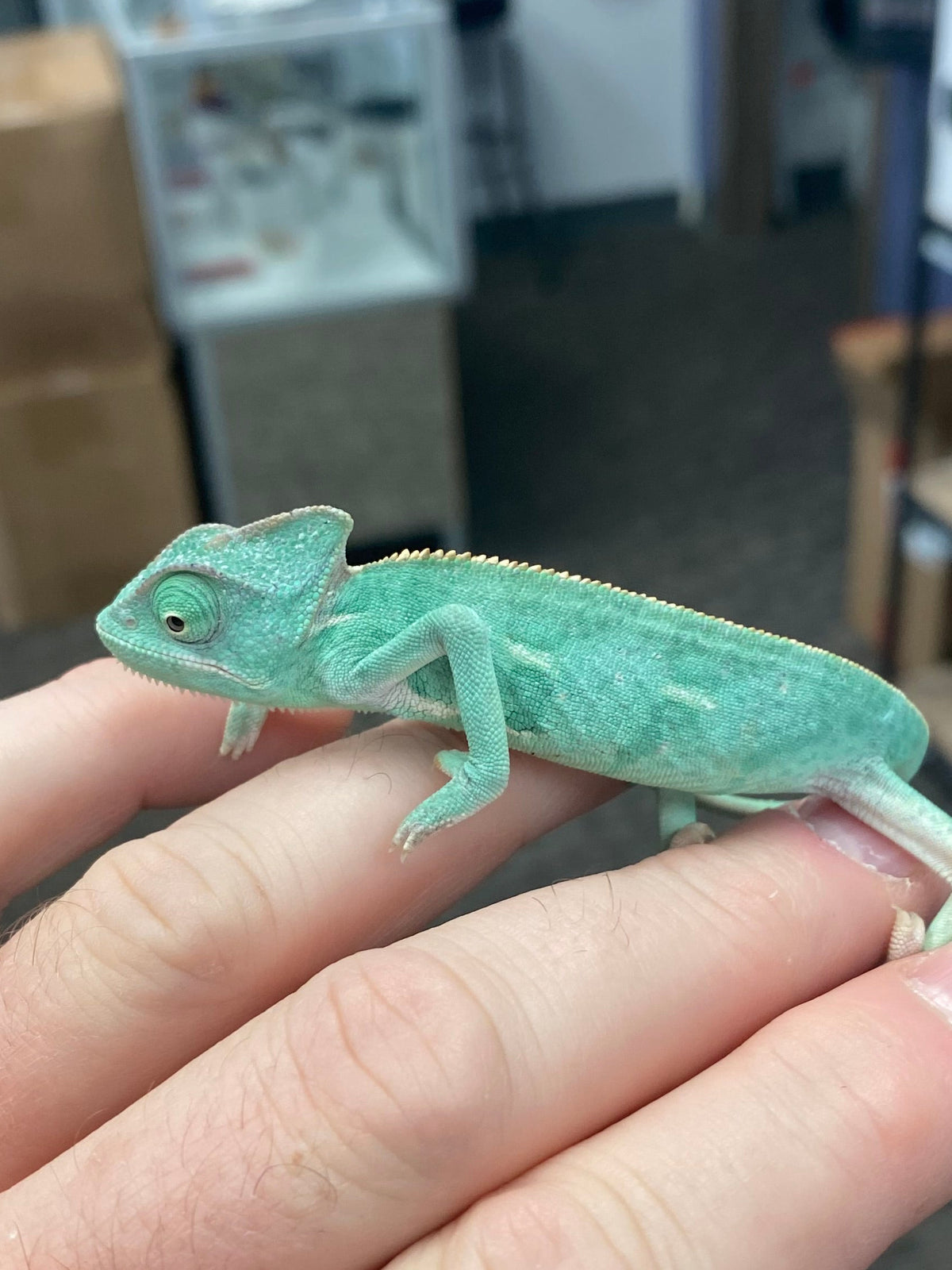Baby Veiled Chameleons - Low White Pied