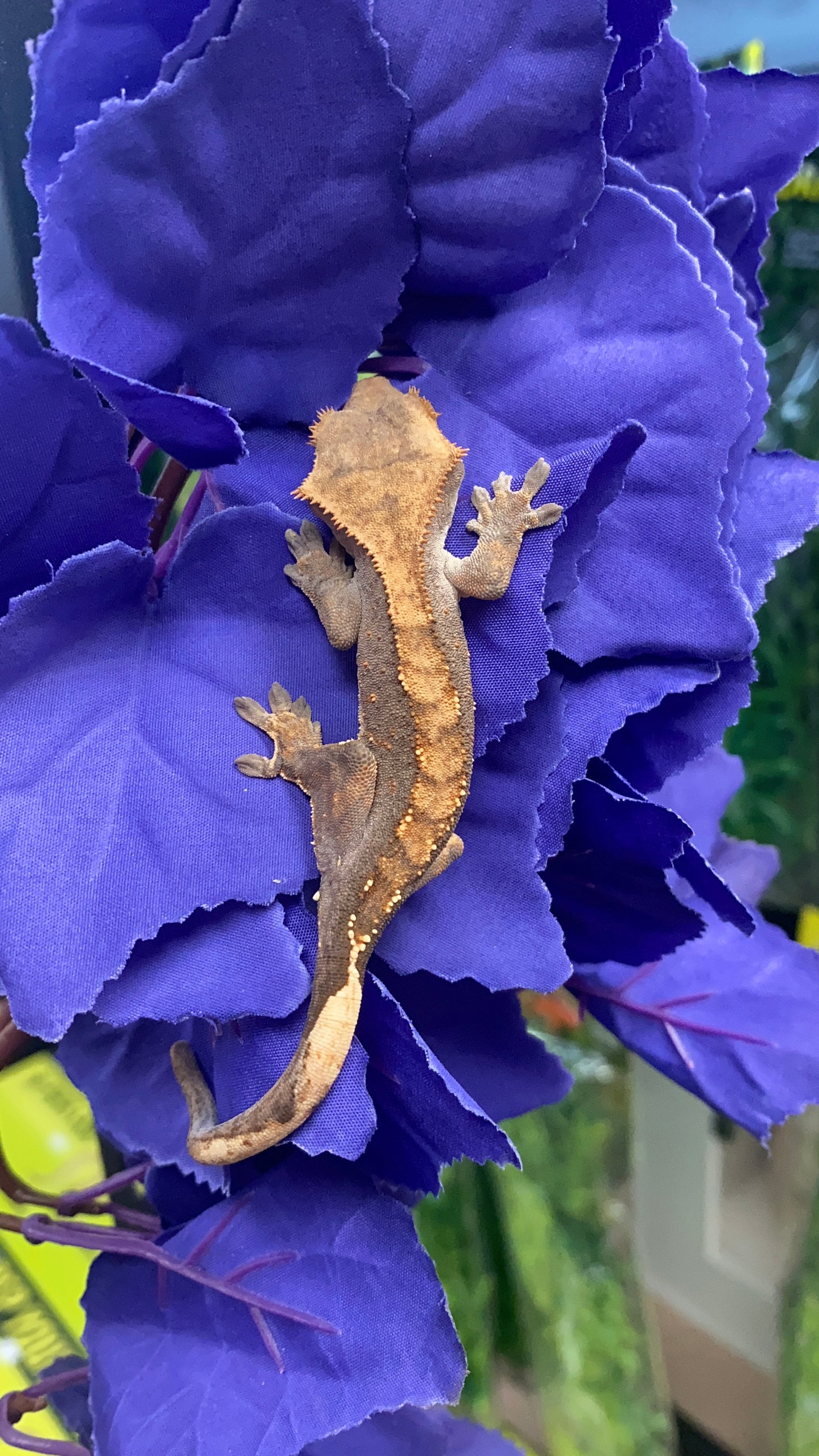 Crested Gecko - Flame - Pos. Male