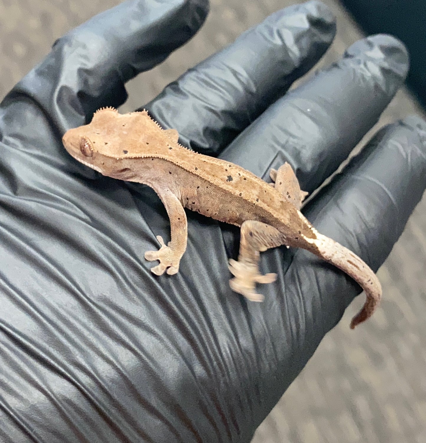 Crested Gecko - Cappuccino - Unknown
