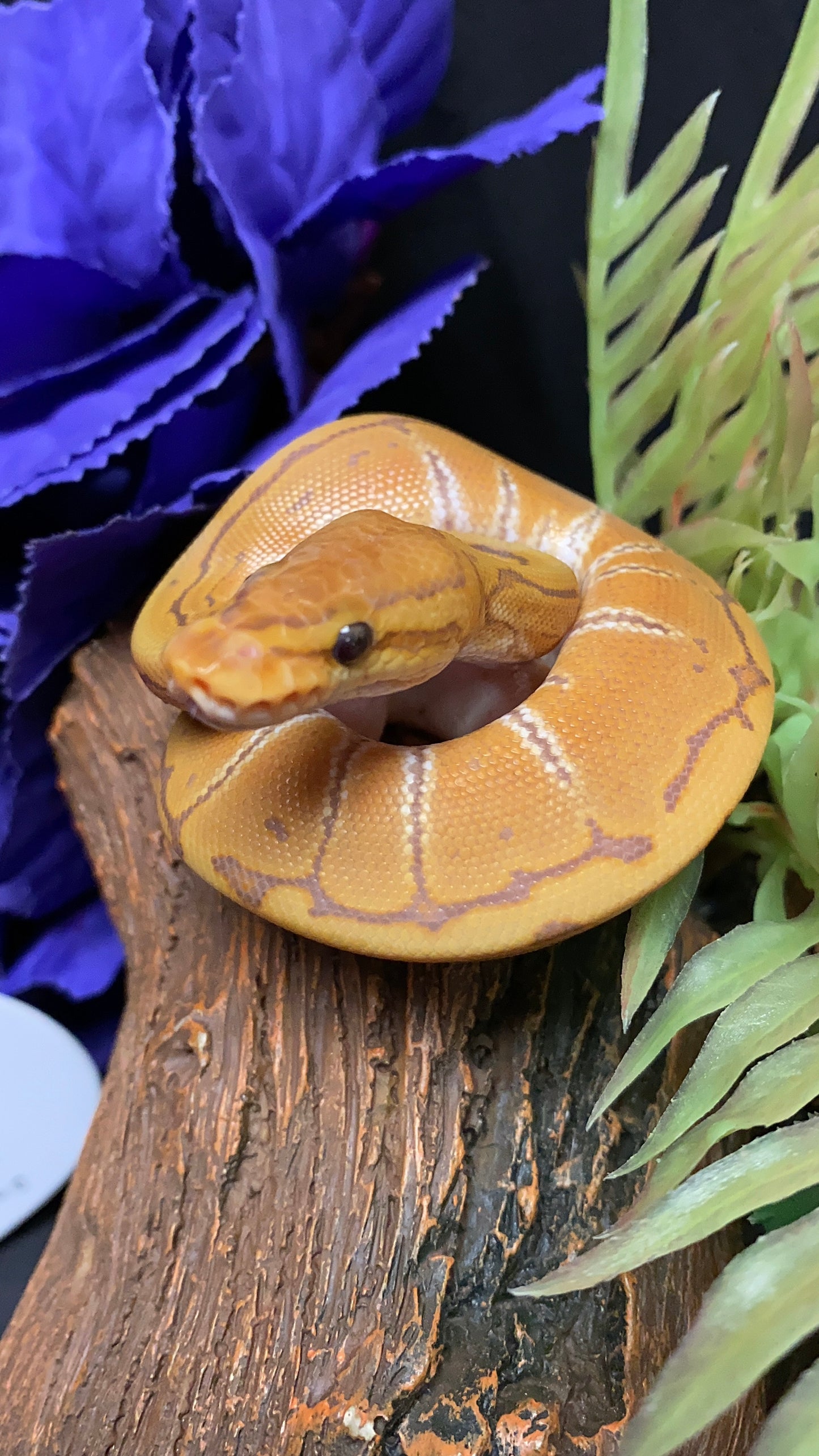 Ball Python - Ultramel Pinstripe (UltraPin) - Male