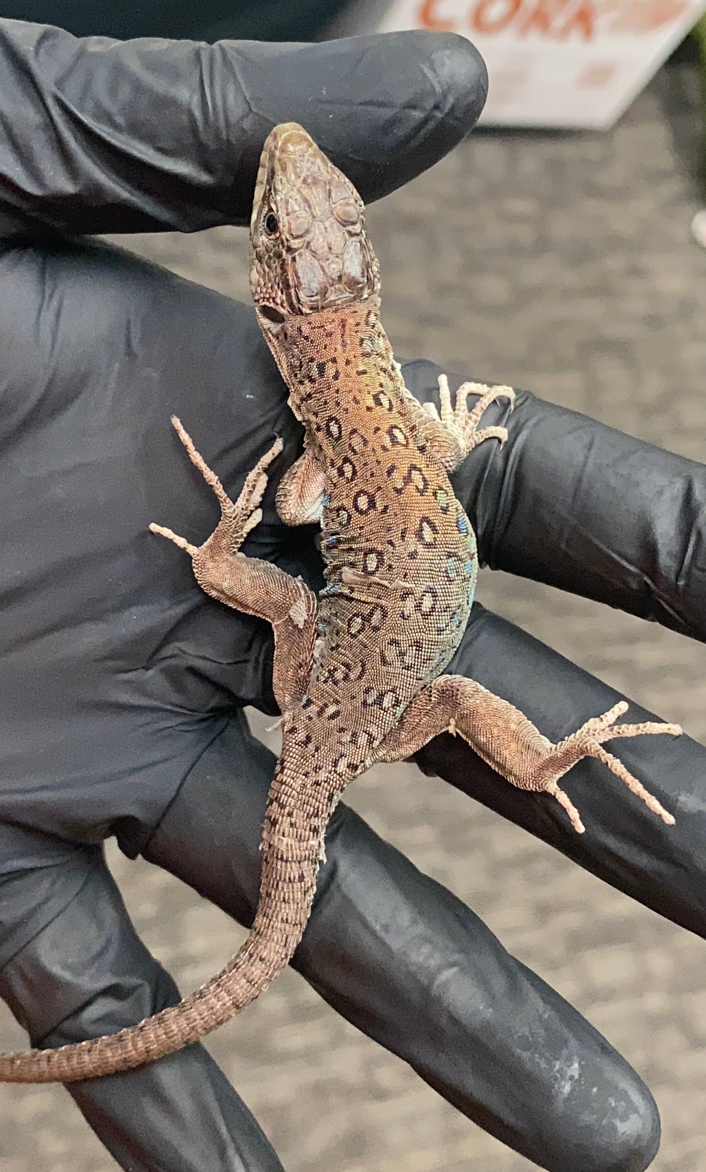 Jeweled Lacerta - Unknown