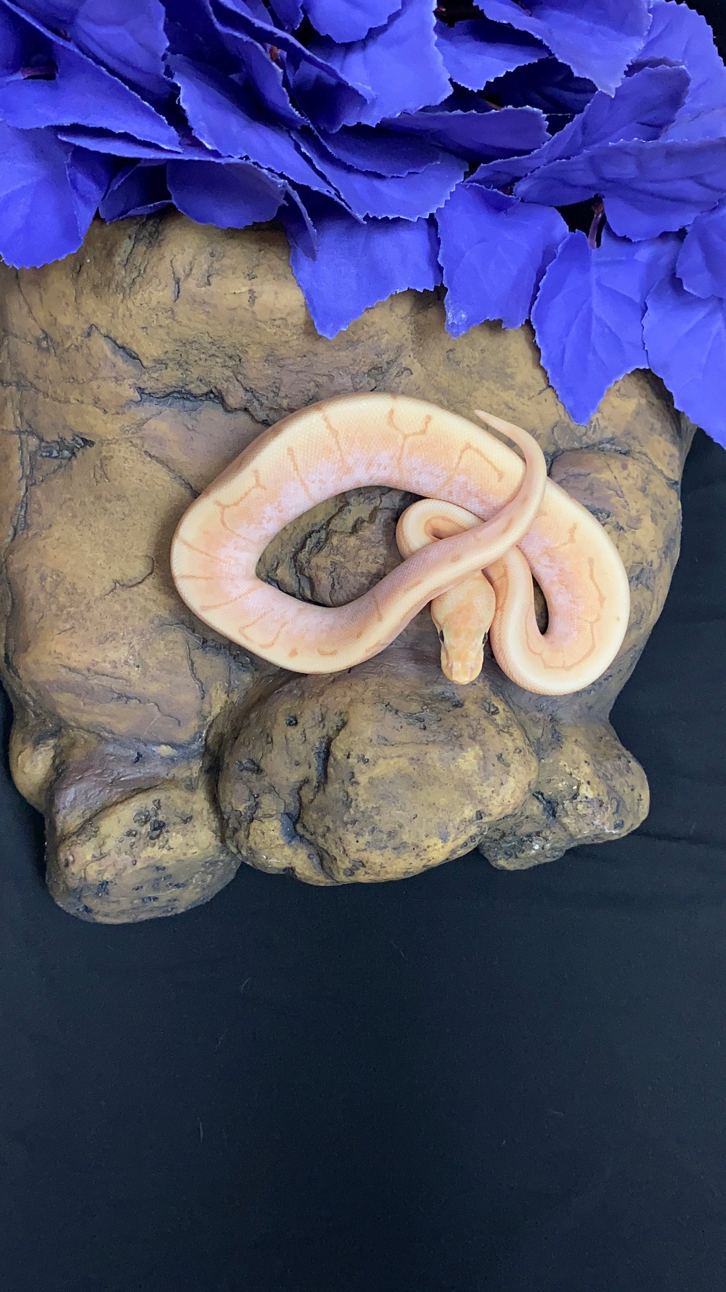 Ball Python - Banana Spider Pinstripe (Spinner) Enchi/Lori - Female