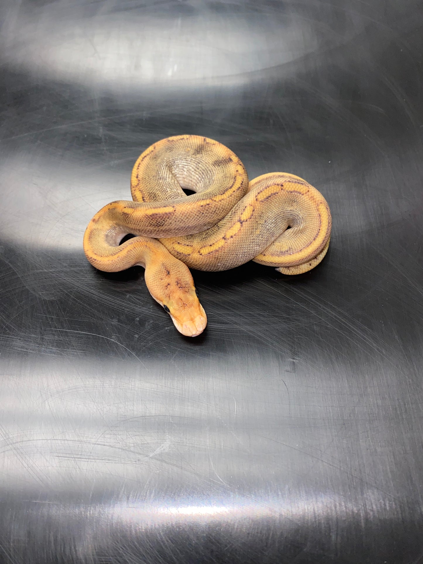 Ball Python - Champagne 100% Het Ghost - Female