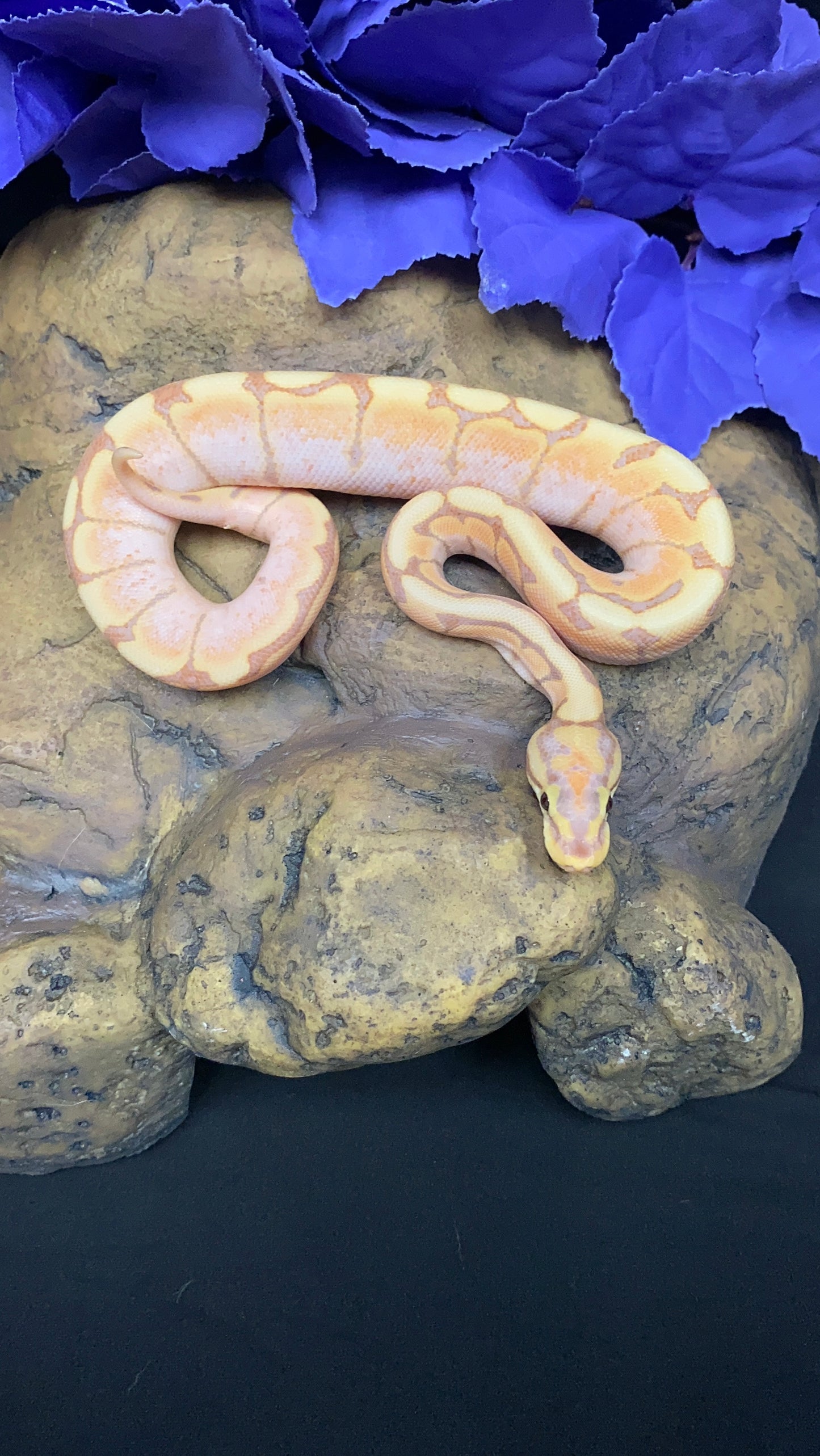 Ball Python - Banana Spider Lori/Enchi - Male