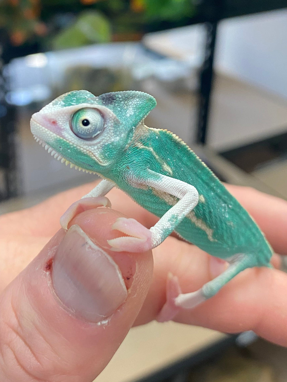 Baby Veiled Chameleons - High White Pied