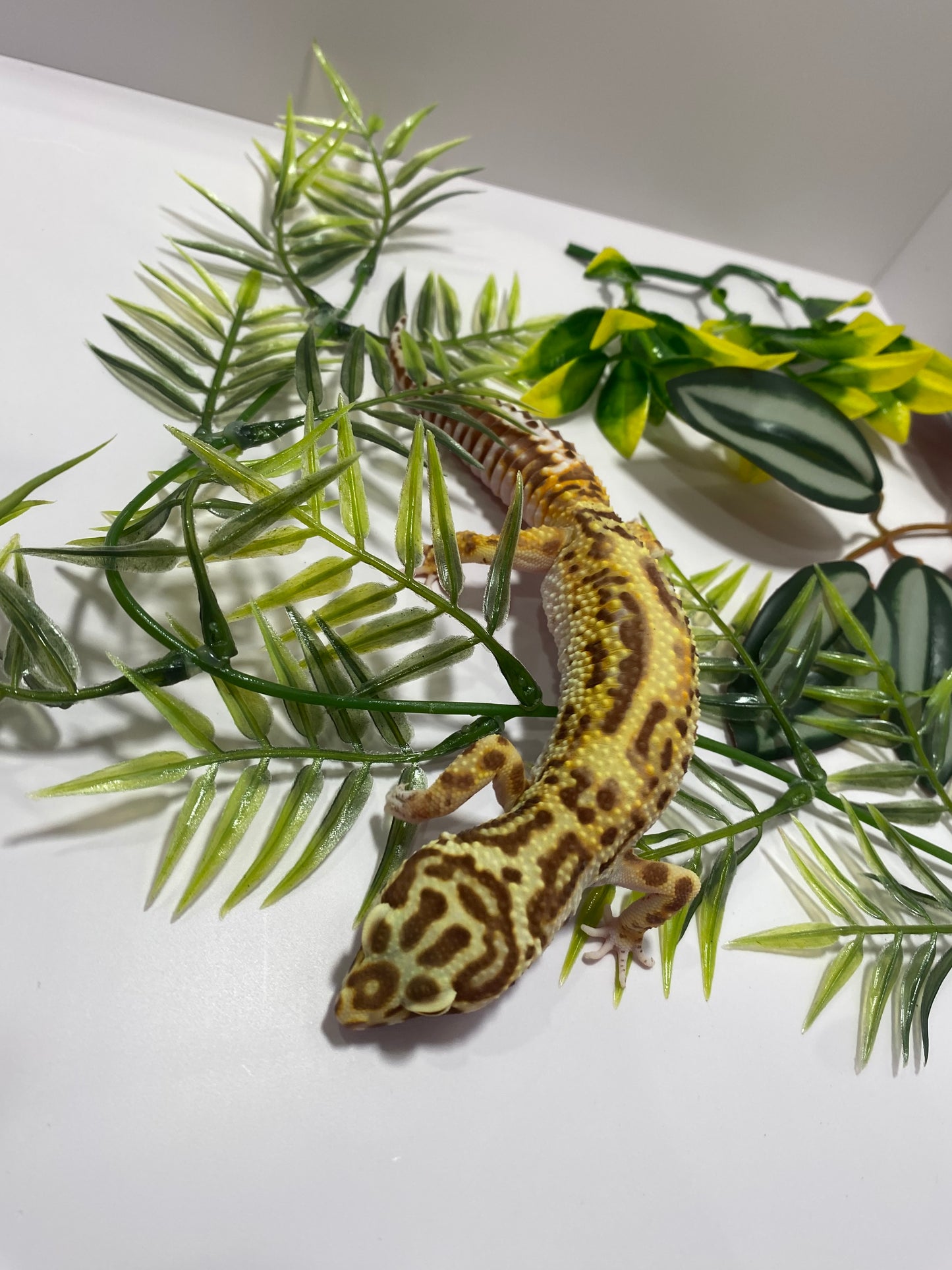 Leopard Gecko - Bold Bell Albino Pos. Het Eclipse - Female - LG-Het-Eclipse-71122