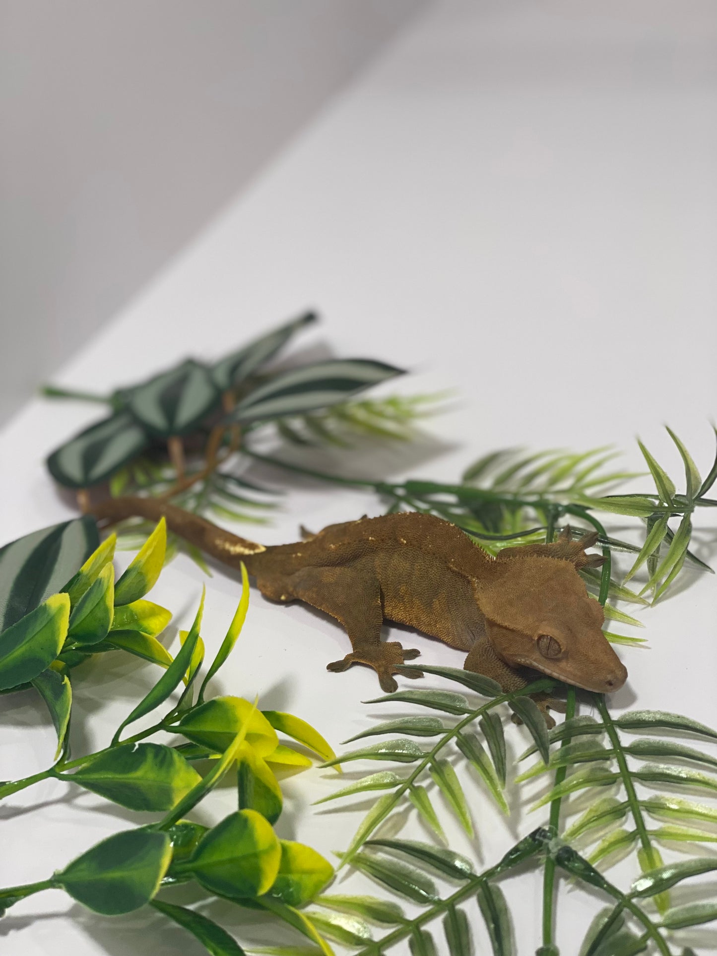 Crested Gecko - Dark Harlequin - Male - CRS-GCK-DRK-HRL