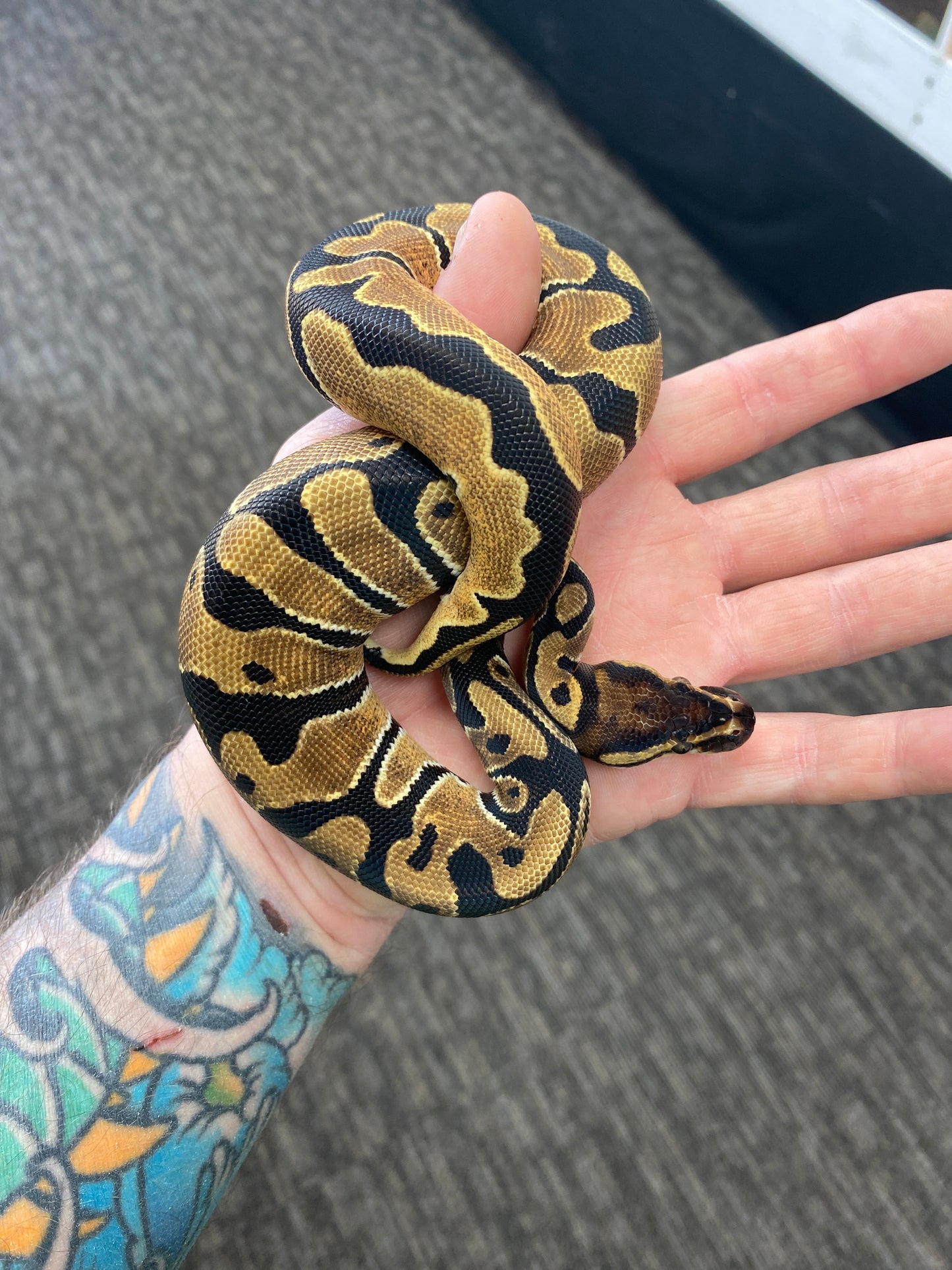 Ball Python - Orange Dream - Female