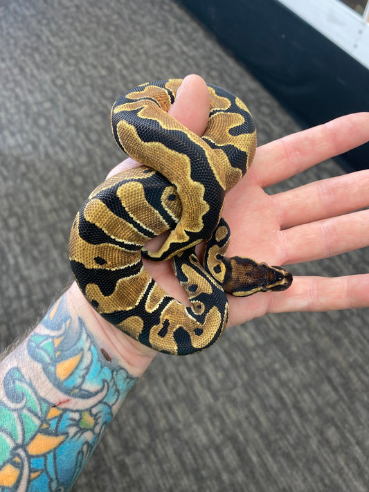 Ball Python - Orange Dream - Female