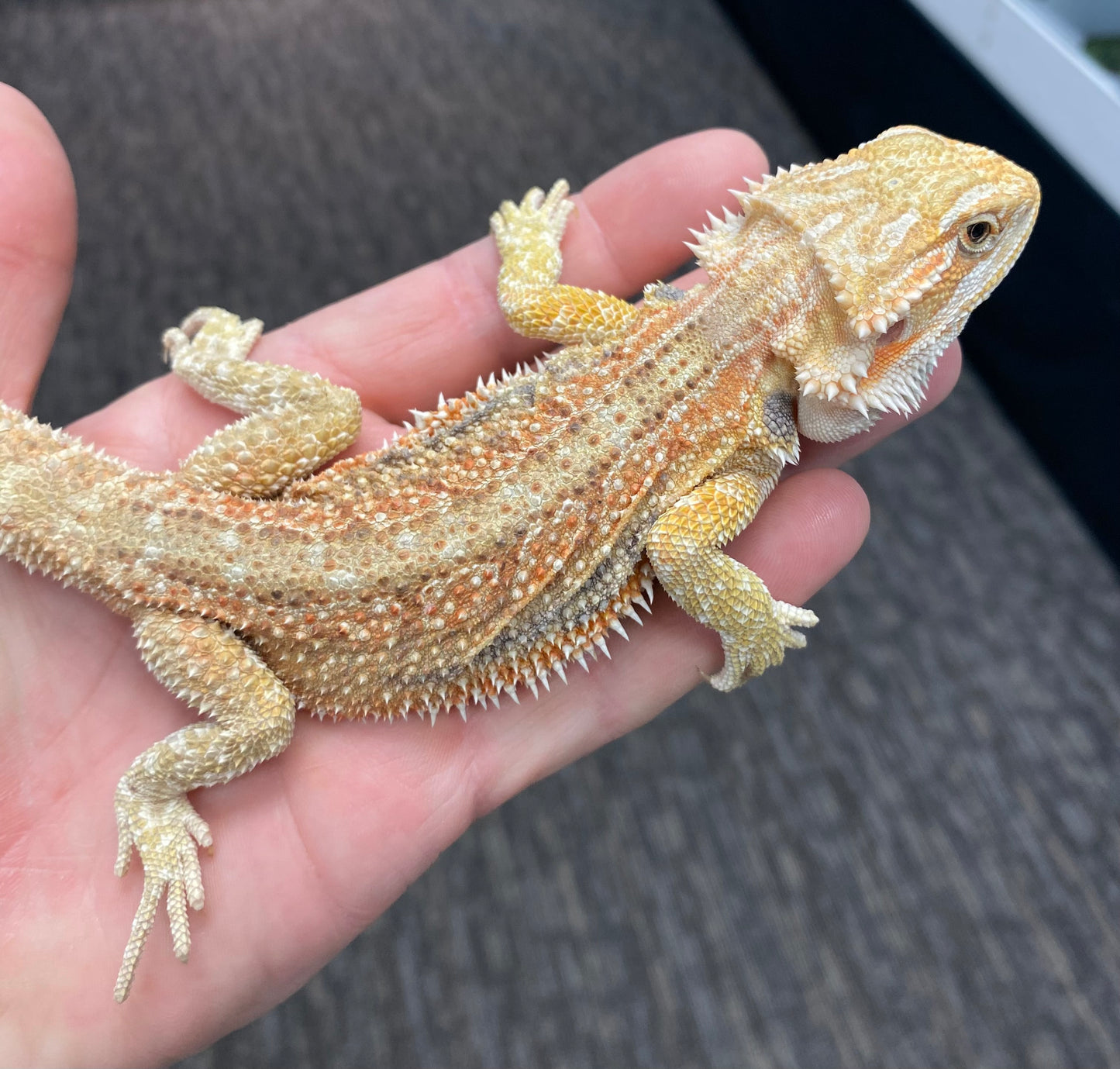Bearded Dragon - Citrus Hypo