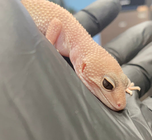 Leopard Gecko - Diablo Blanco - Unknown