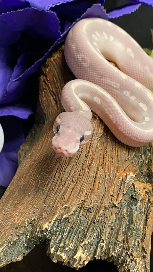 Ball Python - Mystic Mojave (Mystic Potion) Pos. Banana - Male