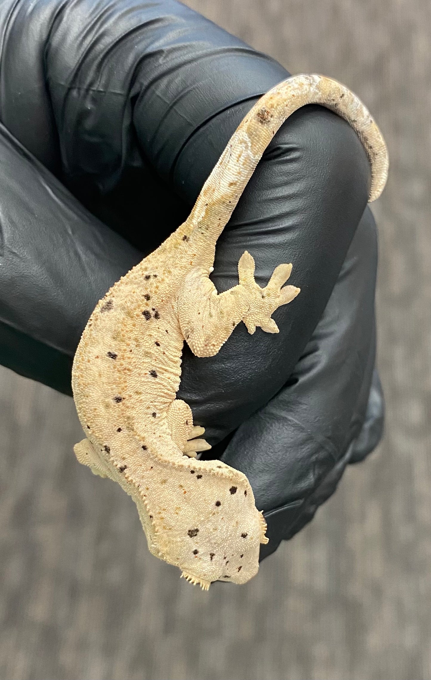 Crested Gecko - Super Dalmatian - Unknown