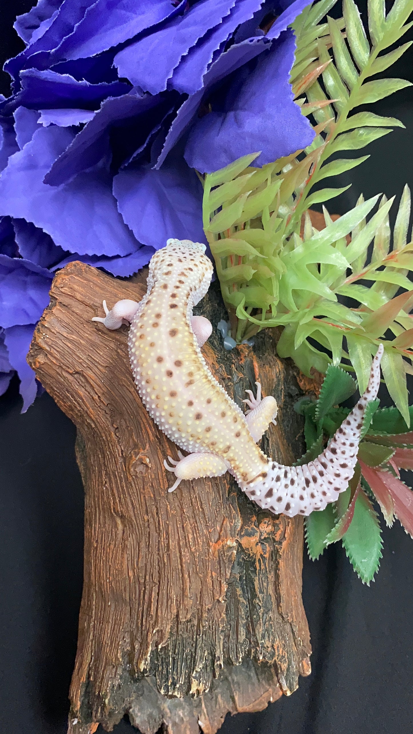 Leopard Gecko - Bell Albino Eclipse (Radar) - Male