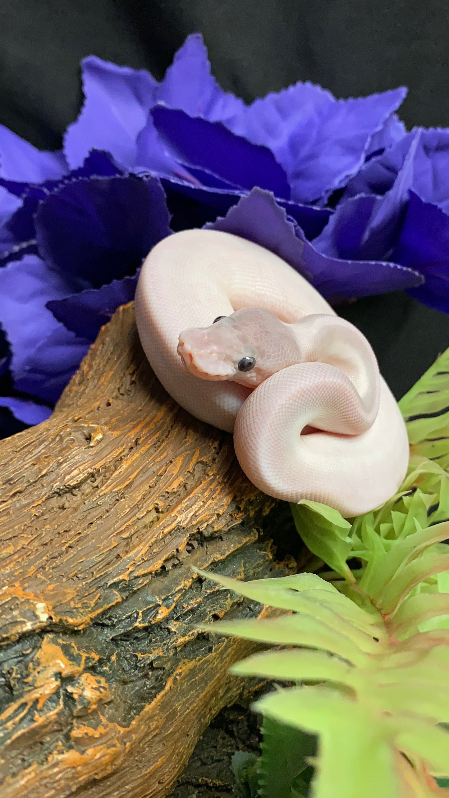 Ball Python - BEL (Super Mojave) - Male